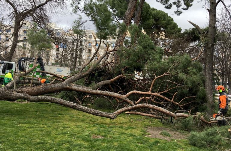 Vista del lugar en el que hoy un niño de 4 años ha fallecido hoy tras caerle un árbol encima en el parque del Retiro, en Madrid.