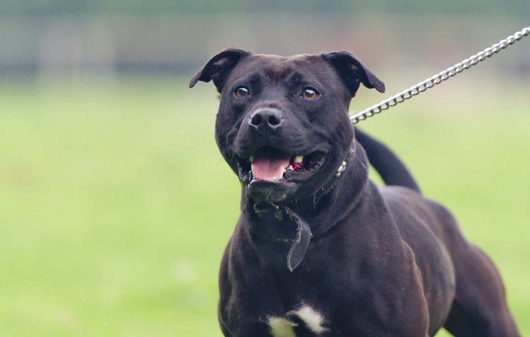 Perro de la raza Staffordshire Bull Terrier.