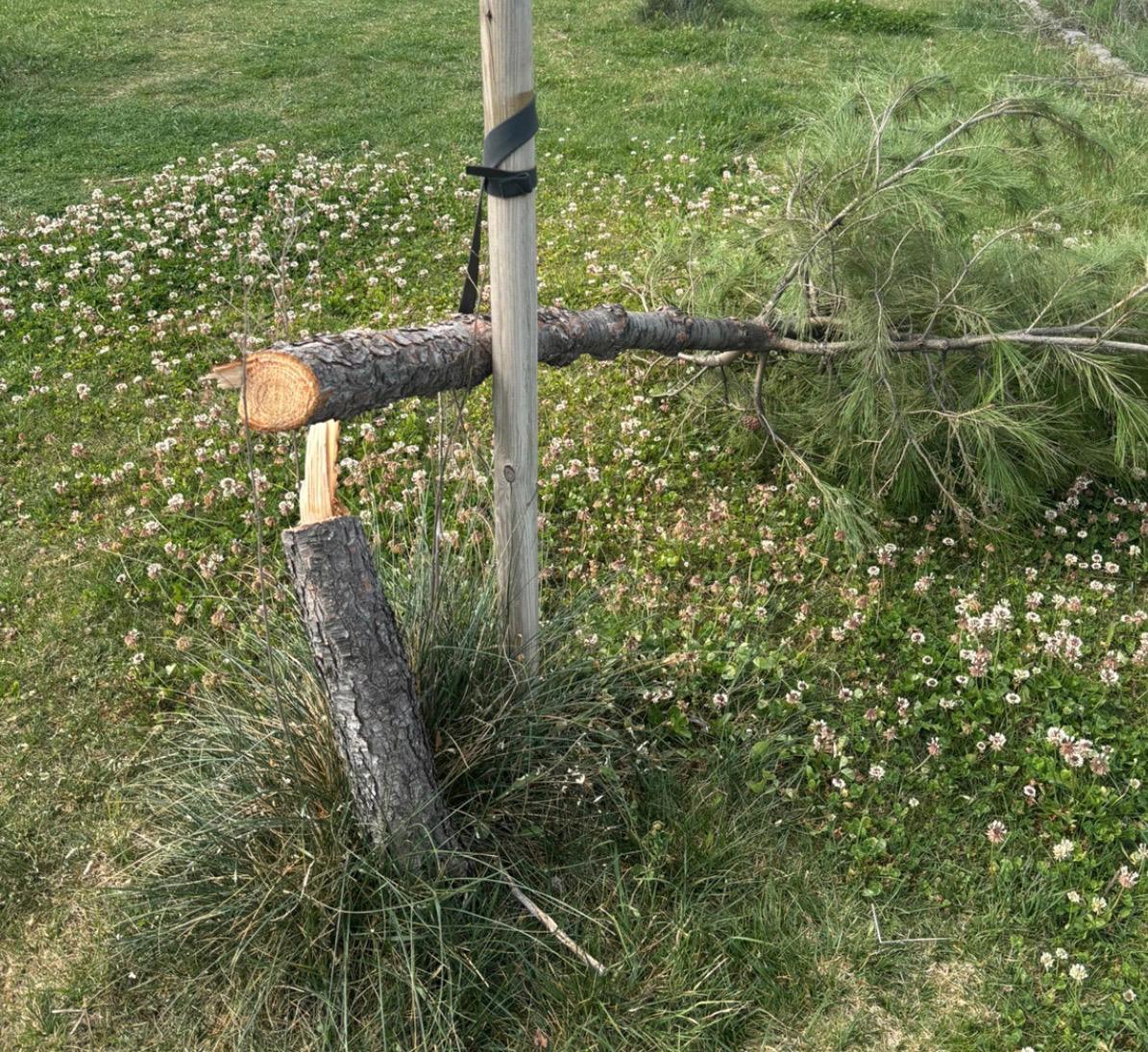 Uno de los pinos talados