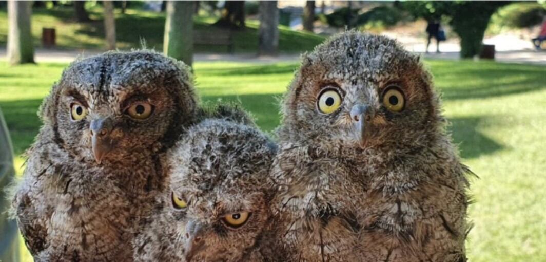 Polluelos de autillo