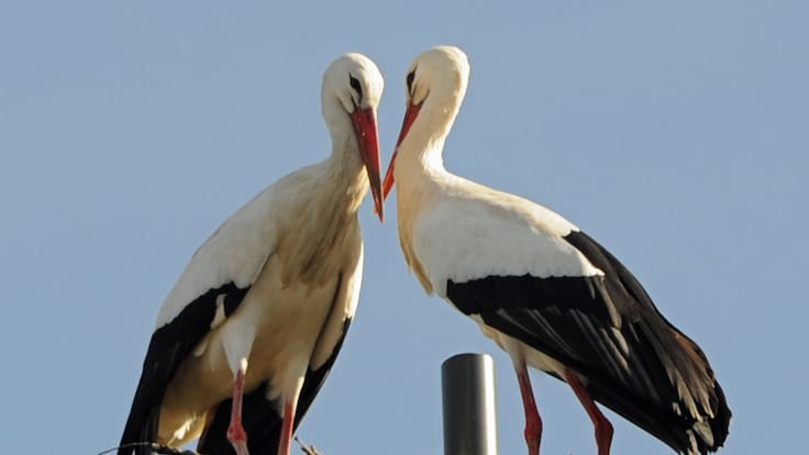 Hablamos con Sara Gutiérrez, concejala de Turismo de Soto del Real, sobre la sexta edición de Sotogüeña