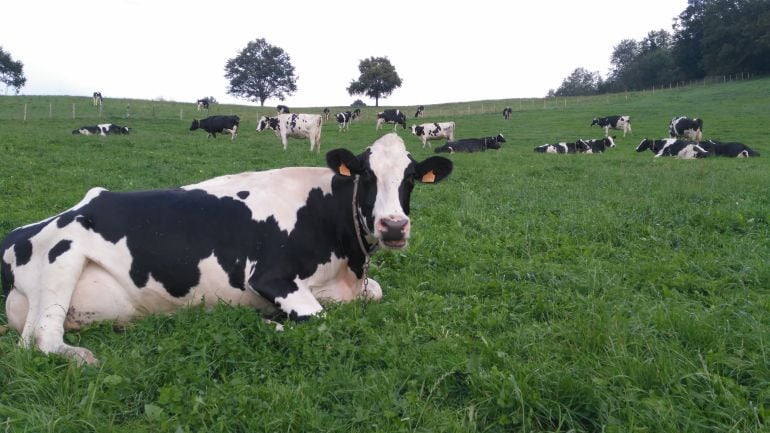 Vacas en el Valle de Karrantza.