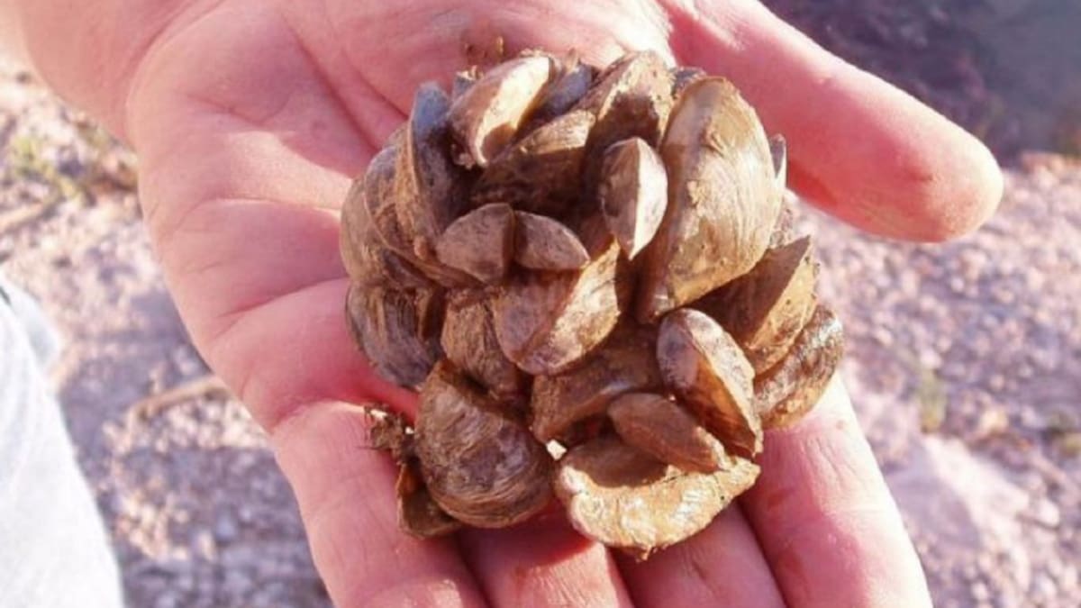 Big Data para controlar el mejillón cebra