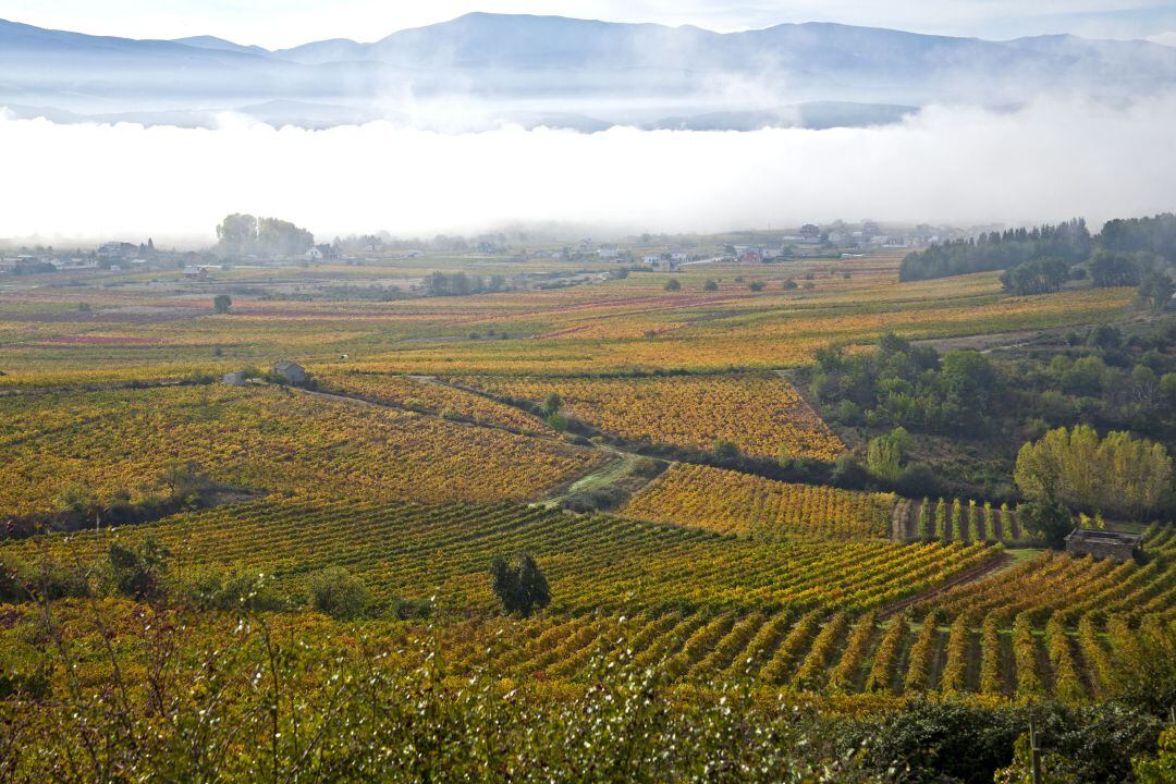 Paisaje de viñedos en la comarca del Bierzo.