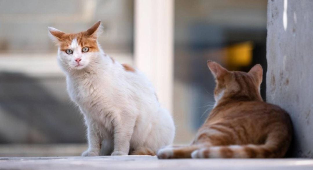 Gatos en una calle.