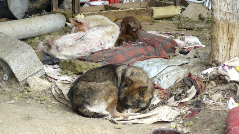 Fotografía facilitada por PACMA de los perros en condiciones deplorables, abandonados, sin comida ni bebida, entre excrementos y basura que tenía un hombre en Segovia, quien fue condenado a seis meses de prisión en 2010. 