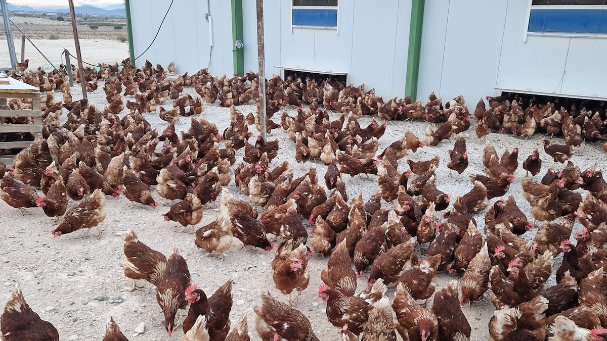 Entrevista Manolo Salmerón, propietario de Granja Abuela Flora en Hoy por hoy Cartagena