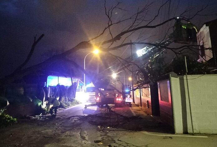 Un árbol caído en El Rinconcillo
