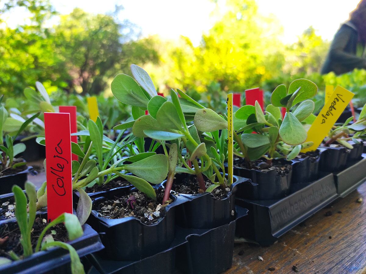 Un proyecto de ciencia ciudadana promueve plantas silvestres comestibles para nuestros huertos, jardines y terrazas