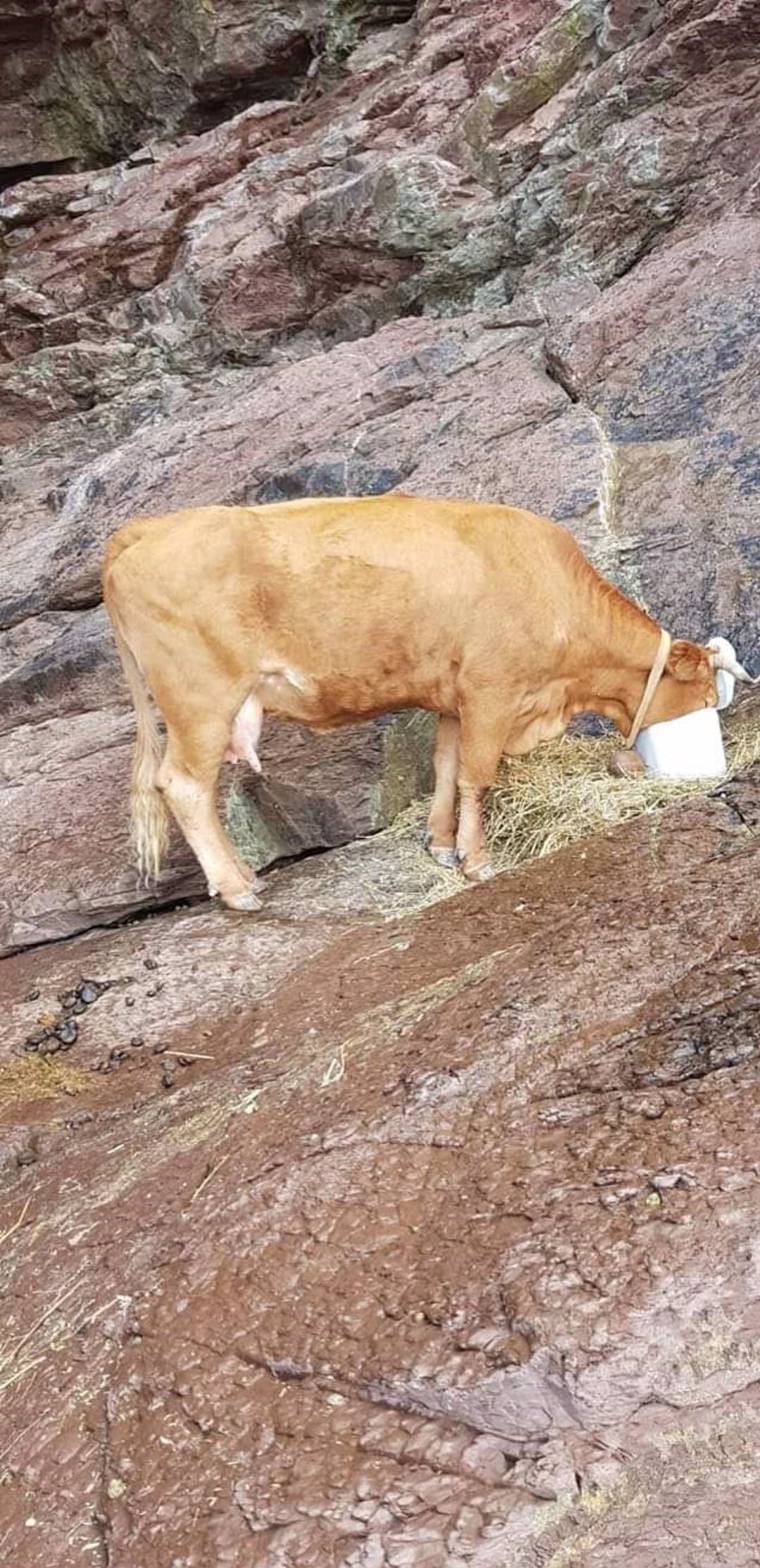 Vaca enriscada en Laredo