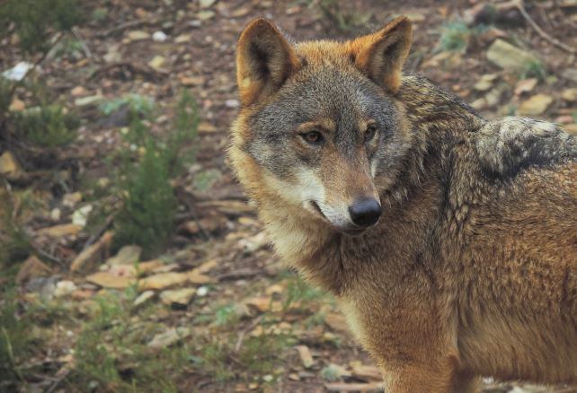 Fondo para la Protección del Lobo Ibérico