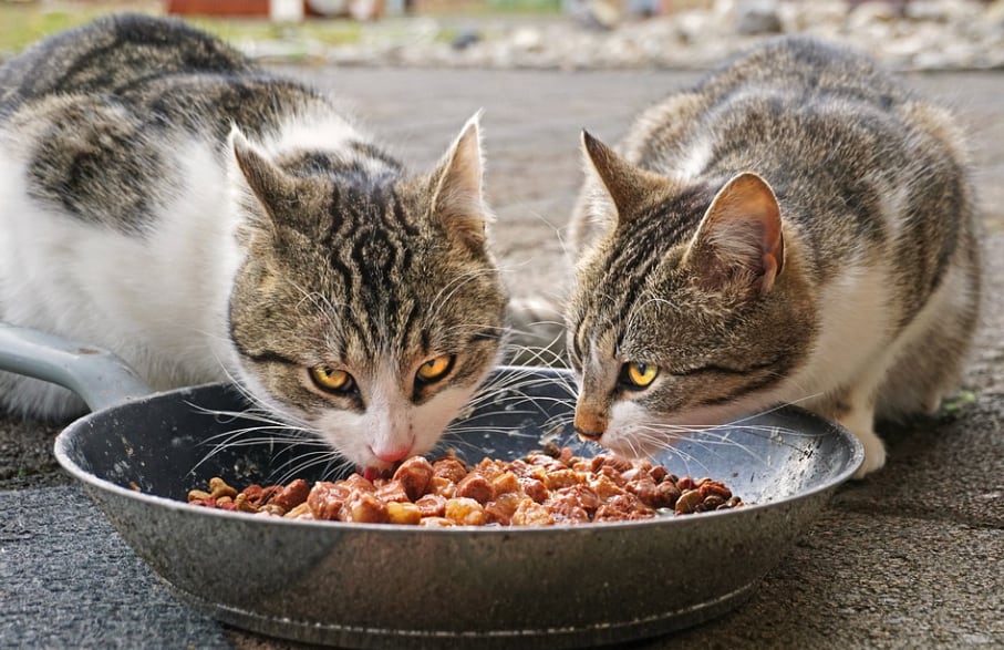 Imagen de archivo de dos gatos callejeros comiendo.