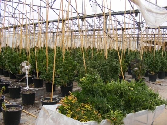 Plantes de marihuana intervingudes en un hivernacle a Riudoms