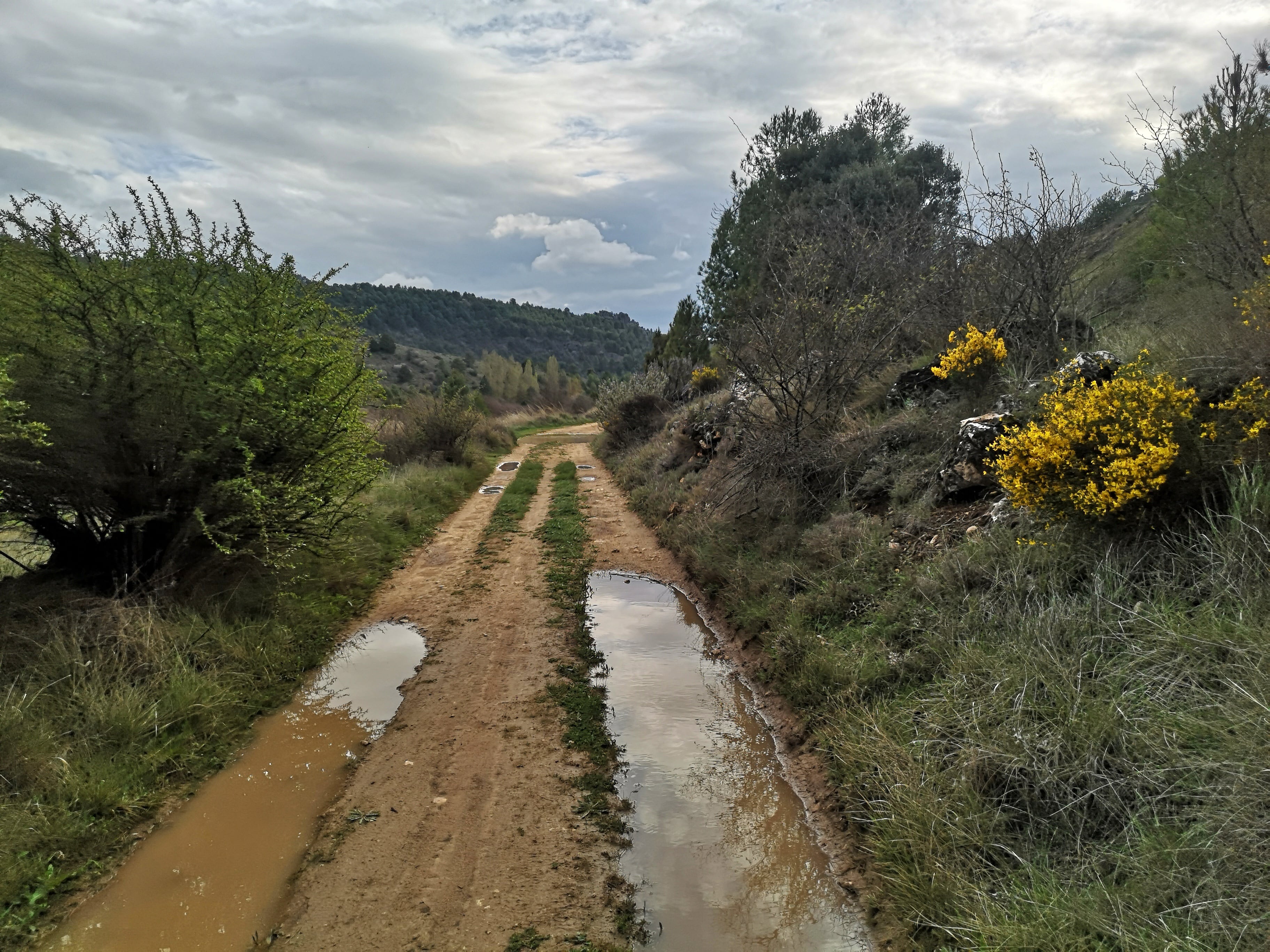 Aliagas en flor junto al camino hacia el paso de los carros en Palomera.