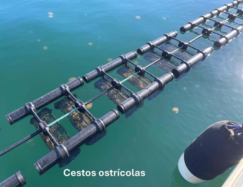 Desaparece una línea experimental de cultivo de ostra del proyecto REMEDIOS en el Mar Menor