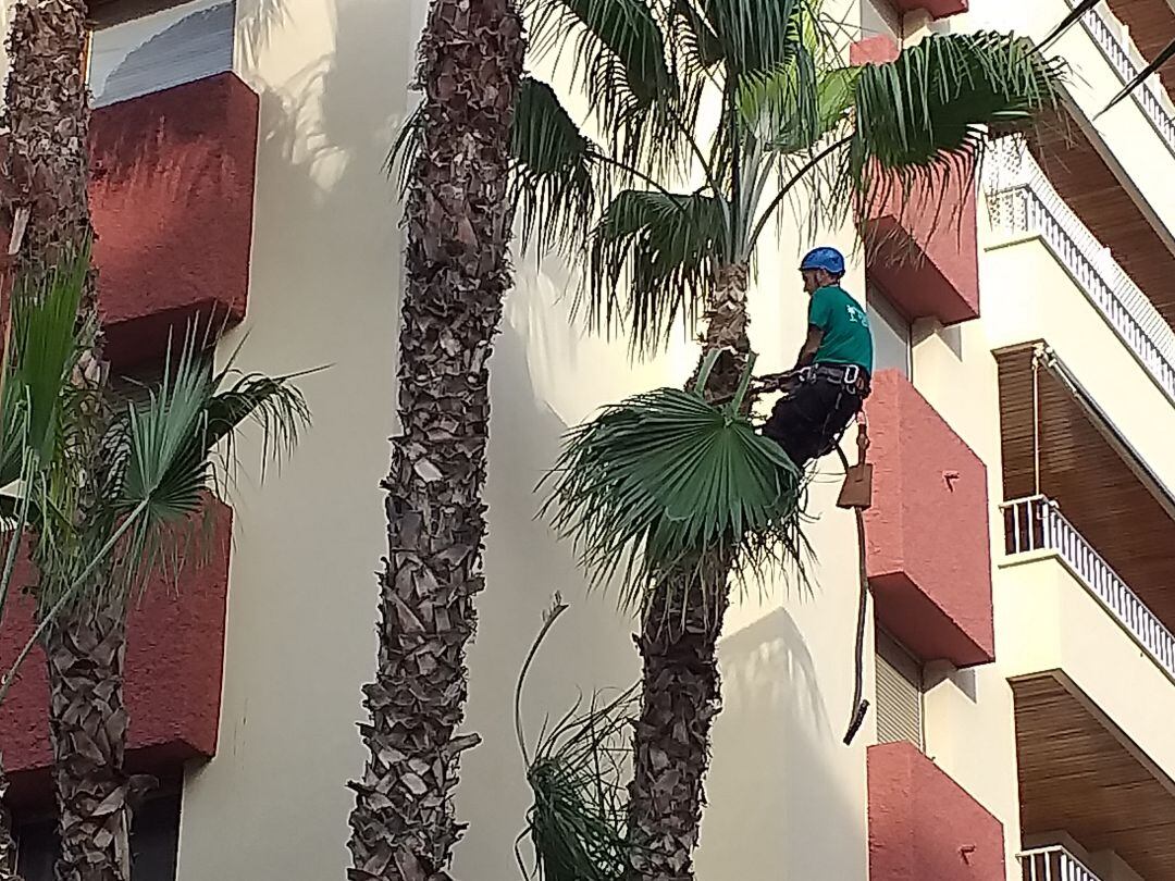 Una empresa de Elche se encarga de los trabajos