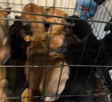 Perros rescatados en Águilas