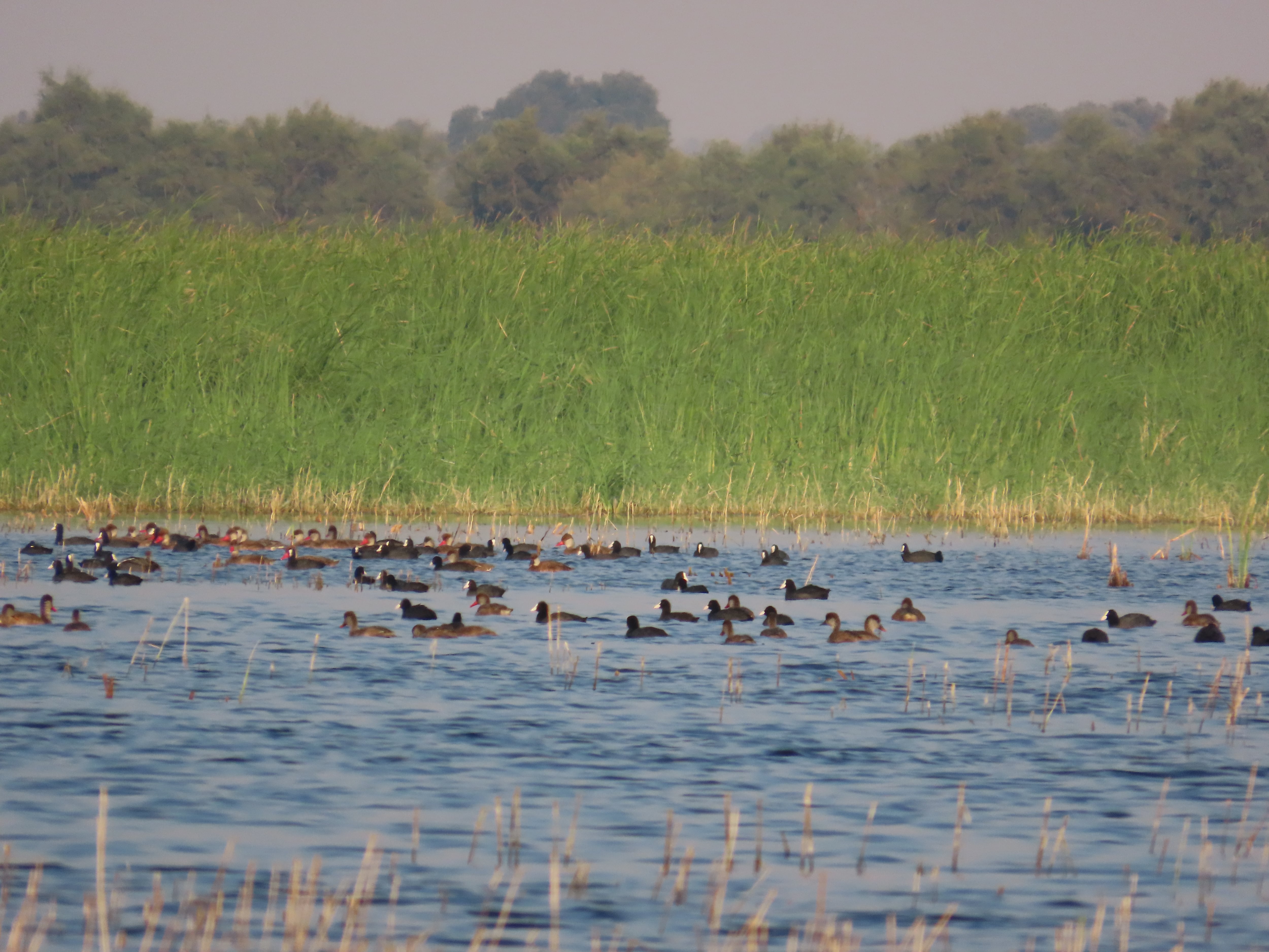 Patos colorados y fochas en Las Tablas de Daimiel