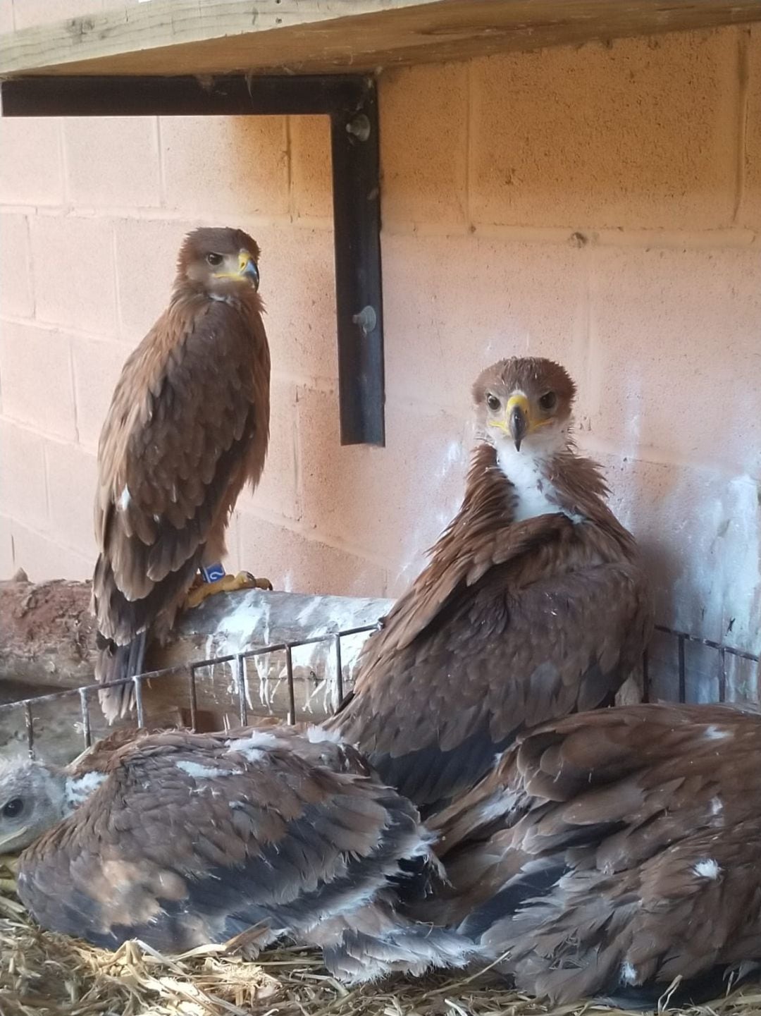 Imagen de los cuatros pollos