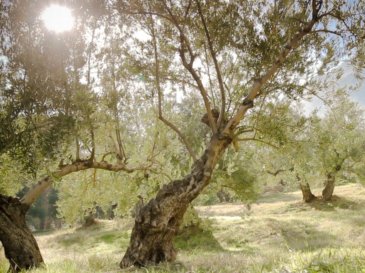 Entrevista a Alejandro Gallego para hablar del proyecto ‘Sustainolive’