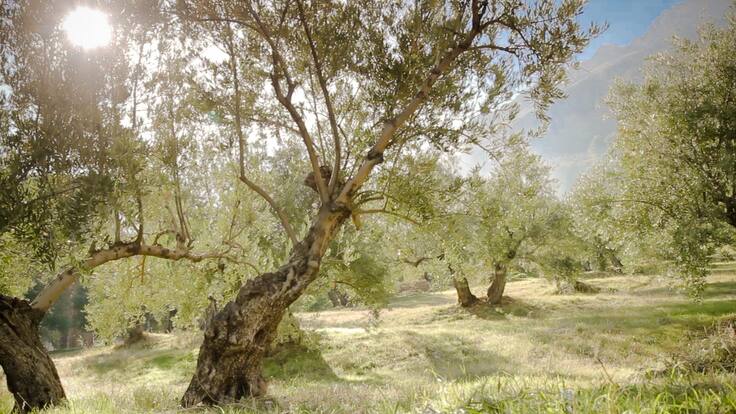 Entrevista a Alejandro Gallego para hablar del proyecto ‘Sustainolive’