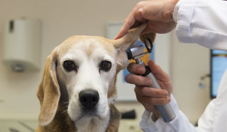 Un perro es atendido en una clínica veterinaria.