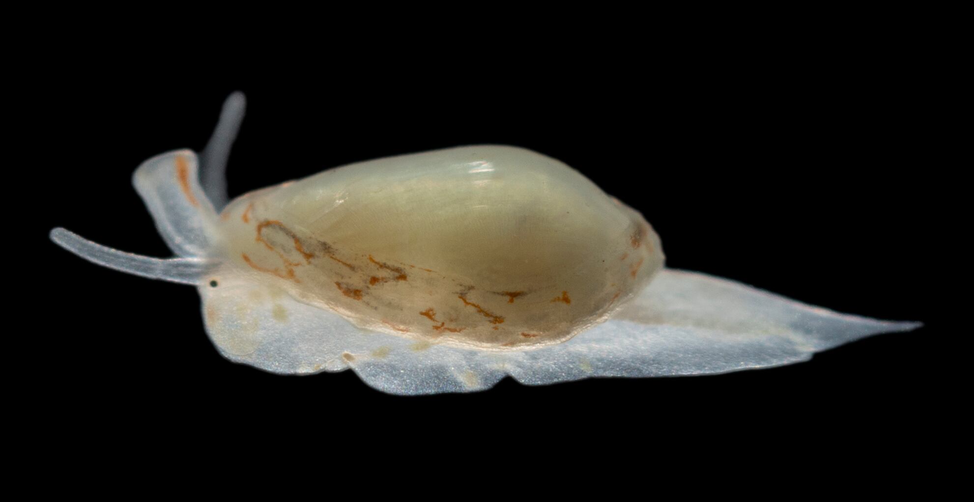 SANTA CRUZ DE TENERIFE (ESPAÑA), 11/01/2024.- A 50 metros de profundidad en un fondo de rodolitos en la Punta de la Rasca, en Tenerife, buzos de la Academia Finlandesa de Buceo Científico han recolectado siete ejemplares vivos de una nueva especie de molusco marino, el 'Granulina nekton', cuya concha es más ancha que la del resto de sus congéneres en el archipiélago canario. Imagen cedida por Leopoldo Moro, uno de los autores del descubrimiento. EFE/Leopoldo Moro SOLO USO EDITORIAL/SOLO DISPONIBLE PARA ILUSTRAR LA NOTICIA QUE ACOMPAÑA (CRÉDITO OBLIGATORIO)