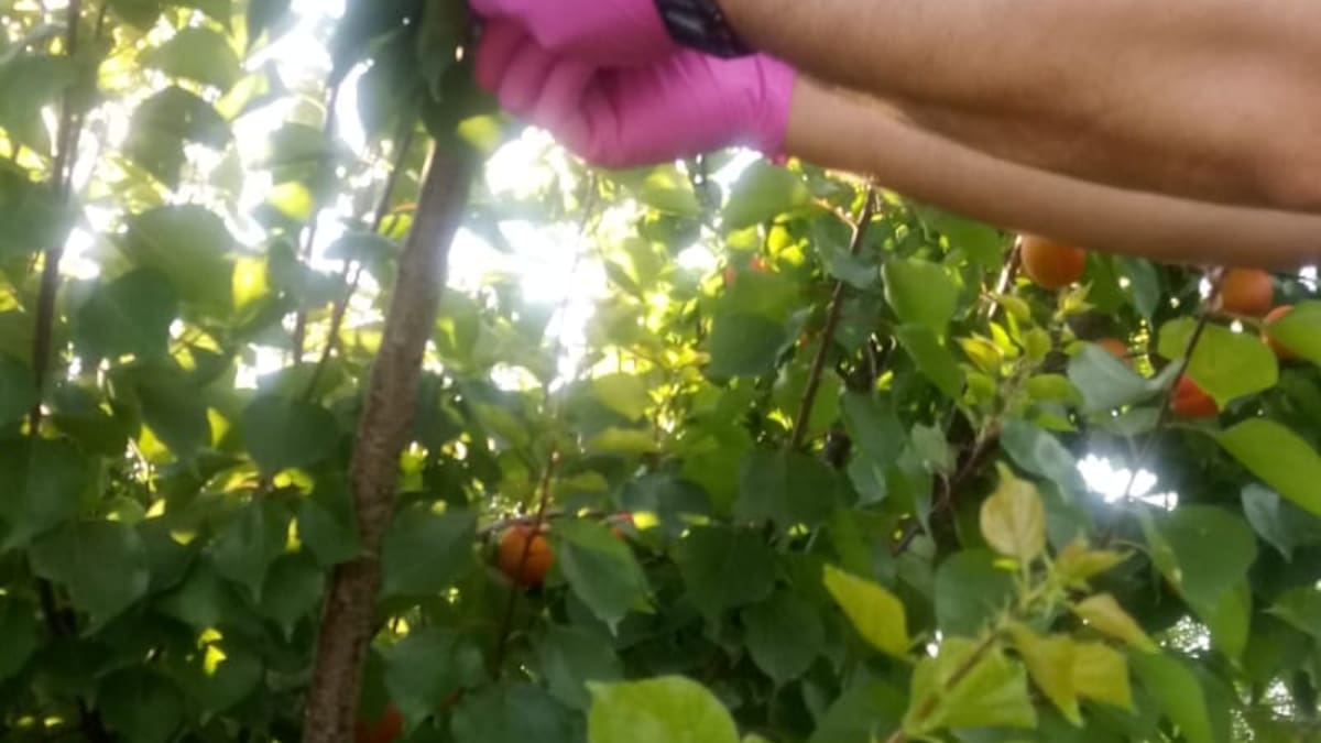 ASAJA alaba el trabajo del sector de la fruta, marcado por una campaña "amarga"