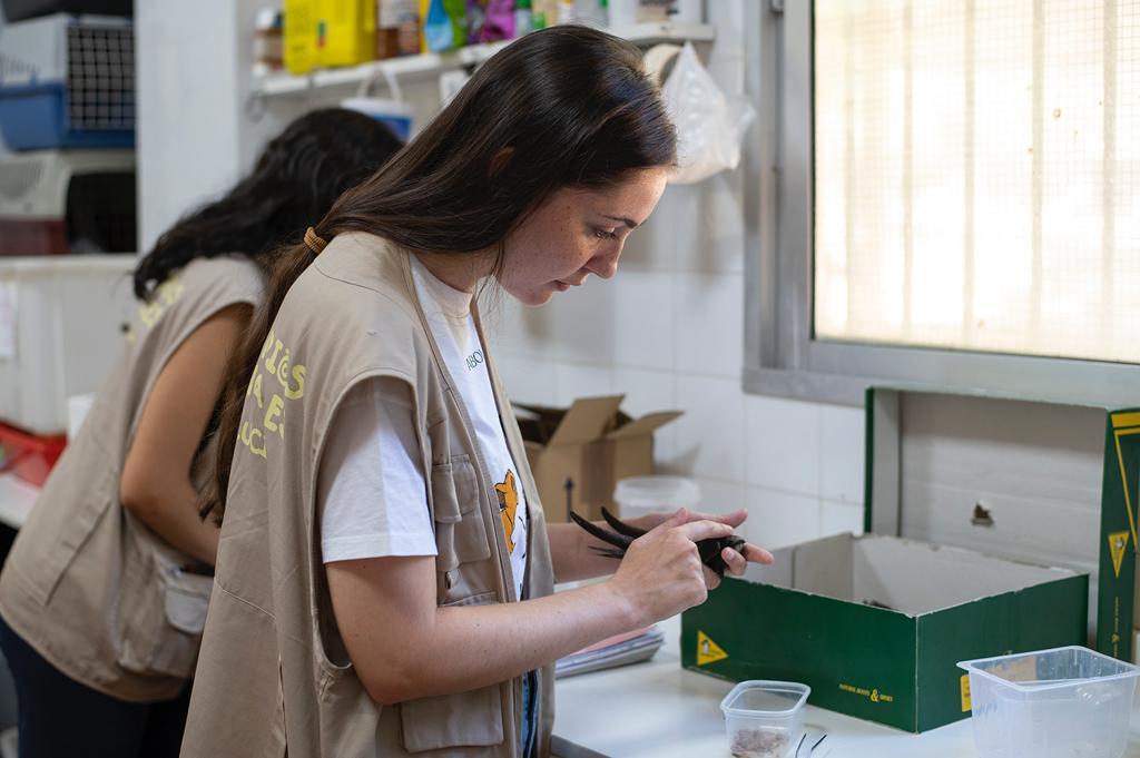 Imagen de uno de los vencejos del Zoo