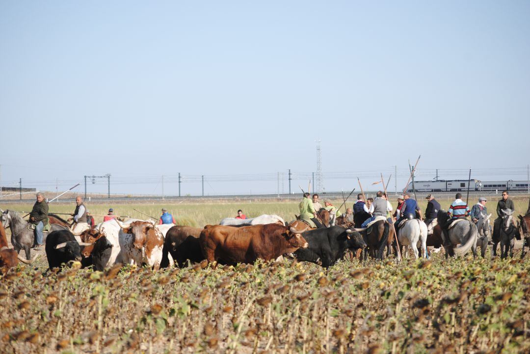 Novillos y bueyes junto a varios caballistas