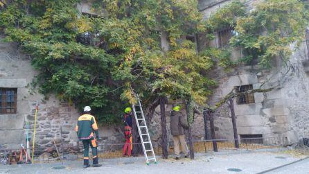 Trabajos en la glicinia