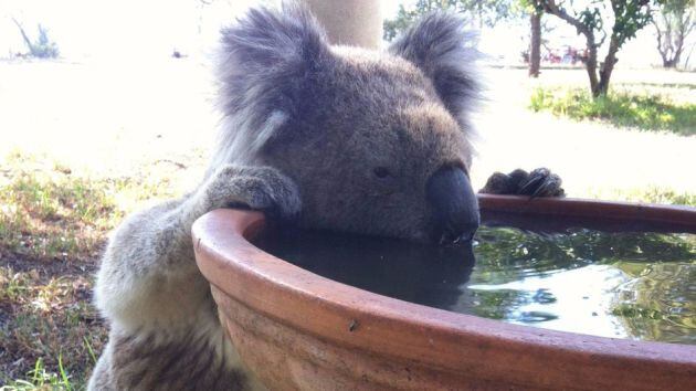 Los koalas han comenzado a beber agua.