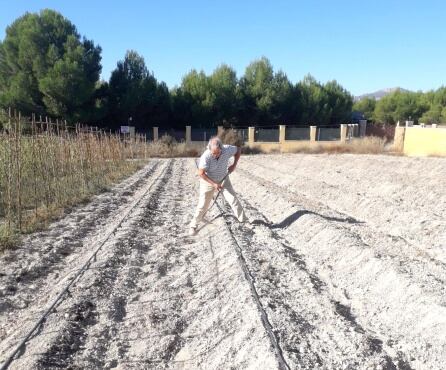 Domingo, en su huerto, preparando los esparragos para la cosecha de primavera.