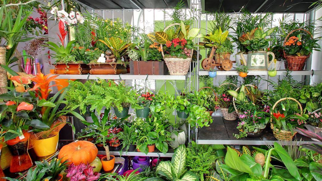 Interior de la floristería Las Camelias