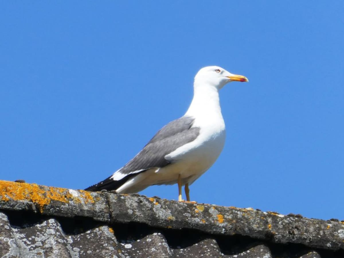 ¿Una aplicación para espantar gaviotas?