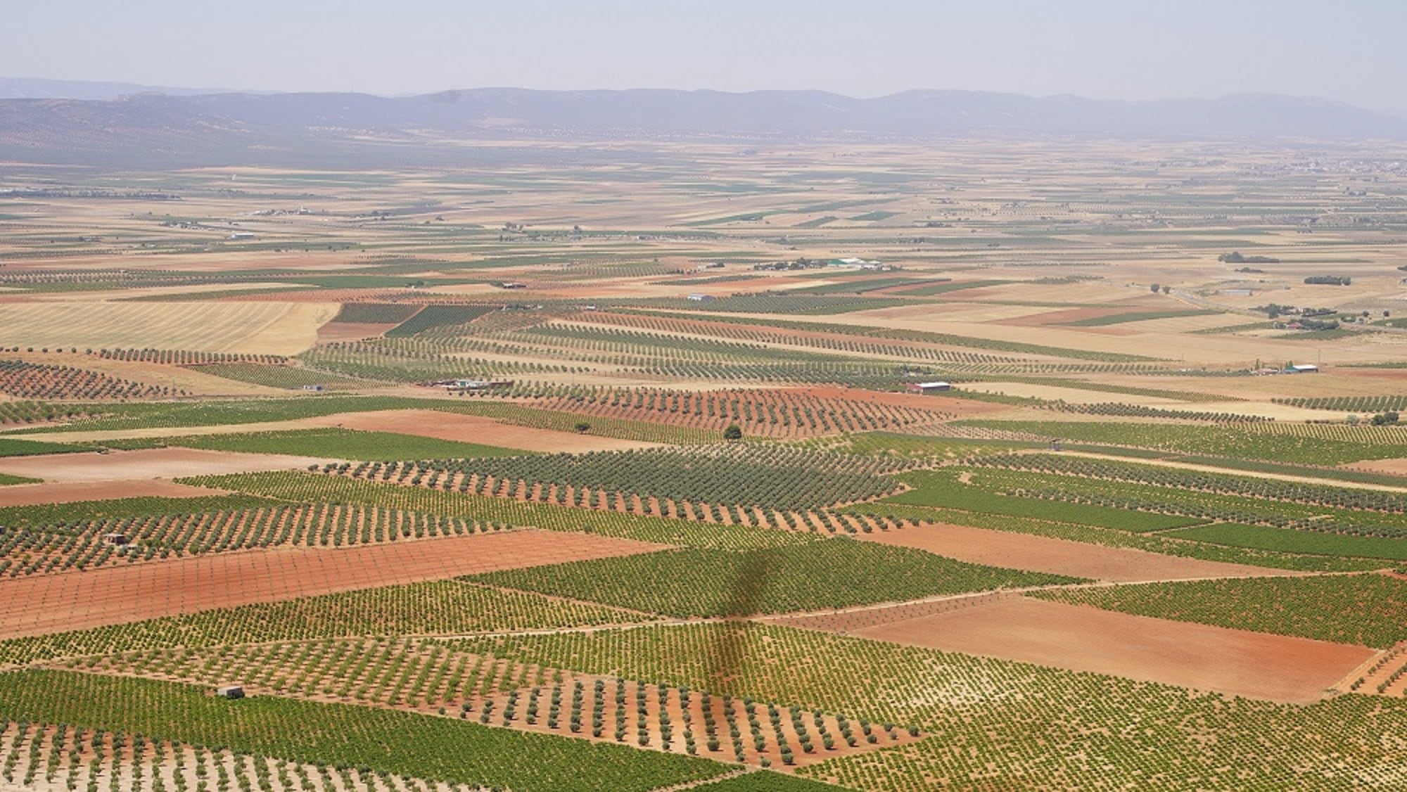 Viñedos de La Mancha