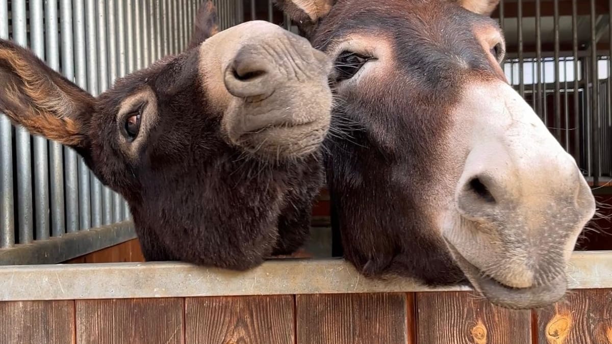 Entrevista a Antoni Valentí, propietari del Guarà Parc