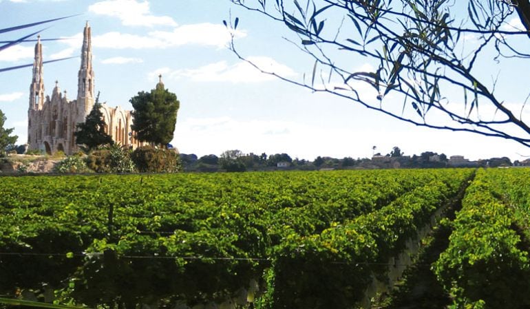 Viñedos en Novelda de la Bodega Casa Cesilia