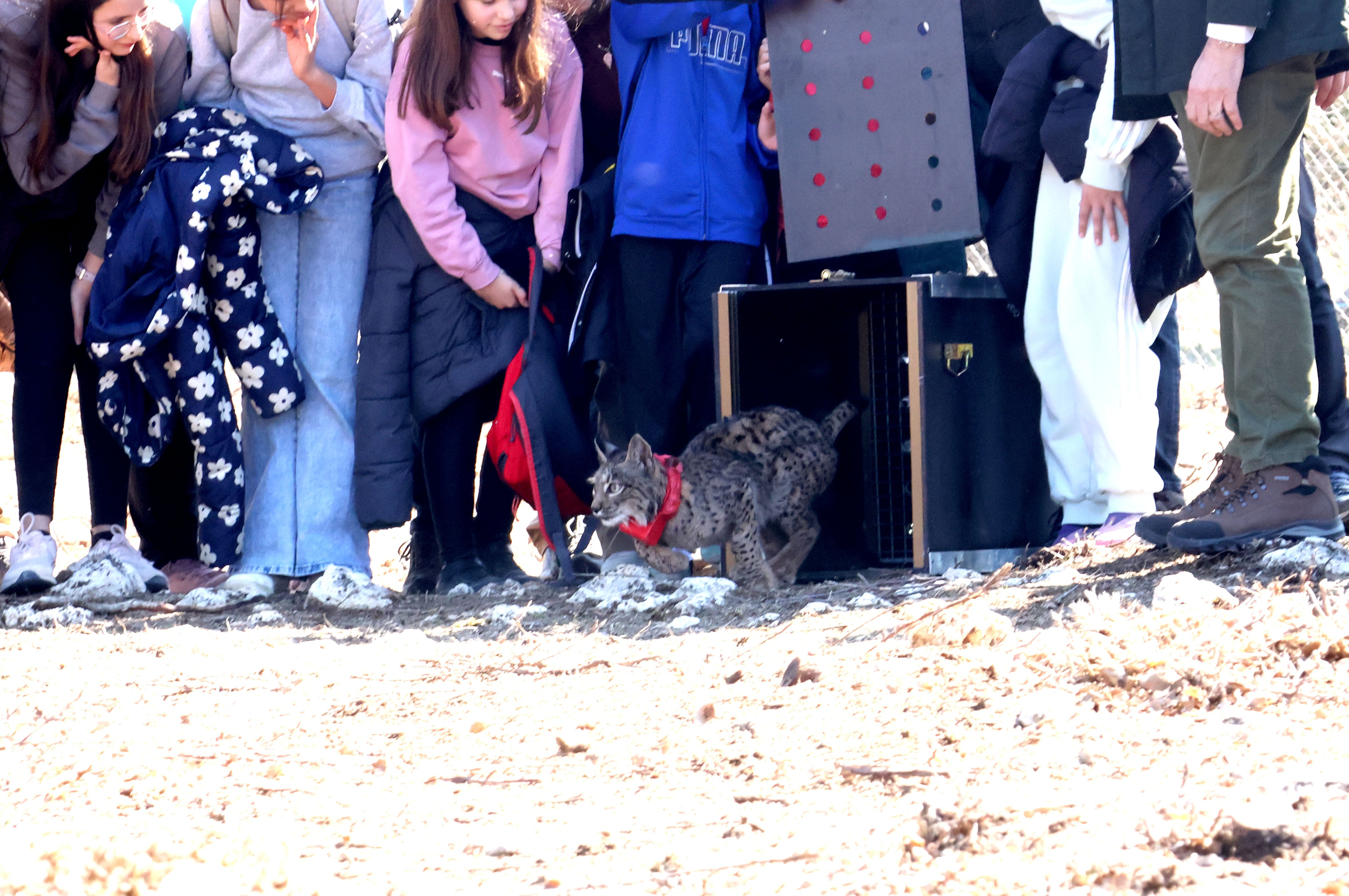 Wilton y Wapa, los dos nuevos linces liberados en Astudillo