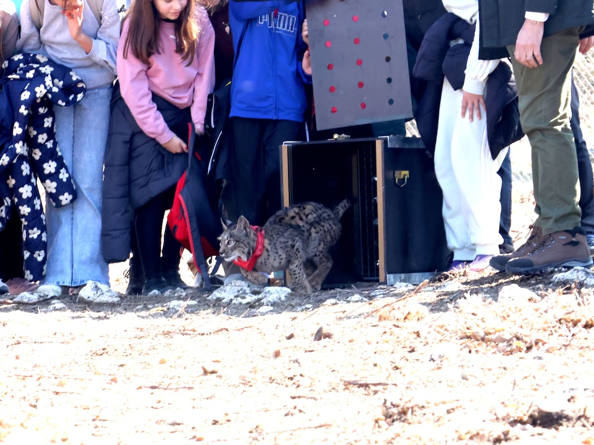 La Junta de Castilla y León suelta dos nuevos ejemplares de lince ibérico en Palencia