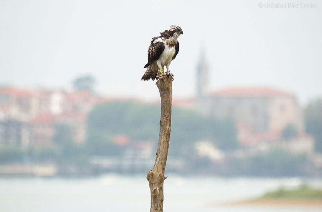 Imagen de águila pescadora con Mundaka al fondo