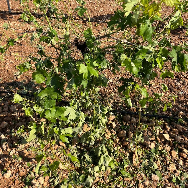 Viñedo afectado por el granizo