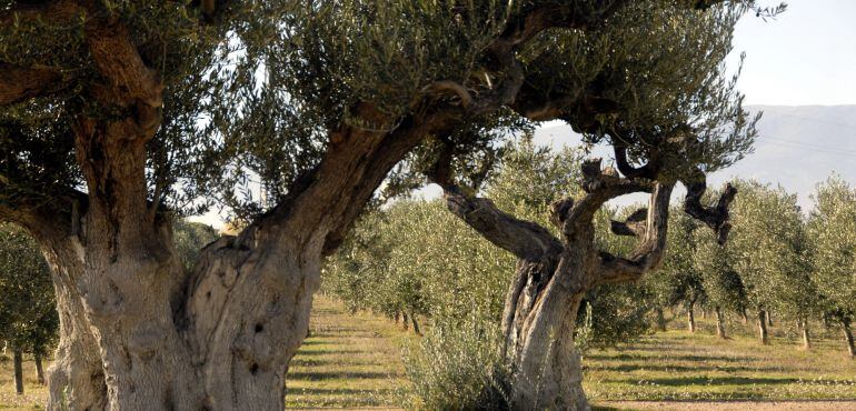 Olivares en un campo de Jaén