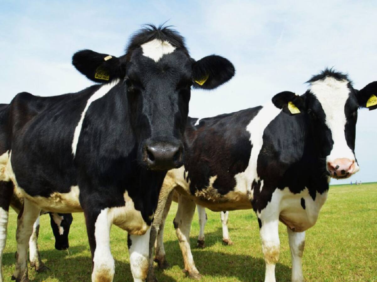 Més per Menorca muestra su apoyo al sector agrario