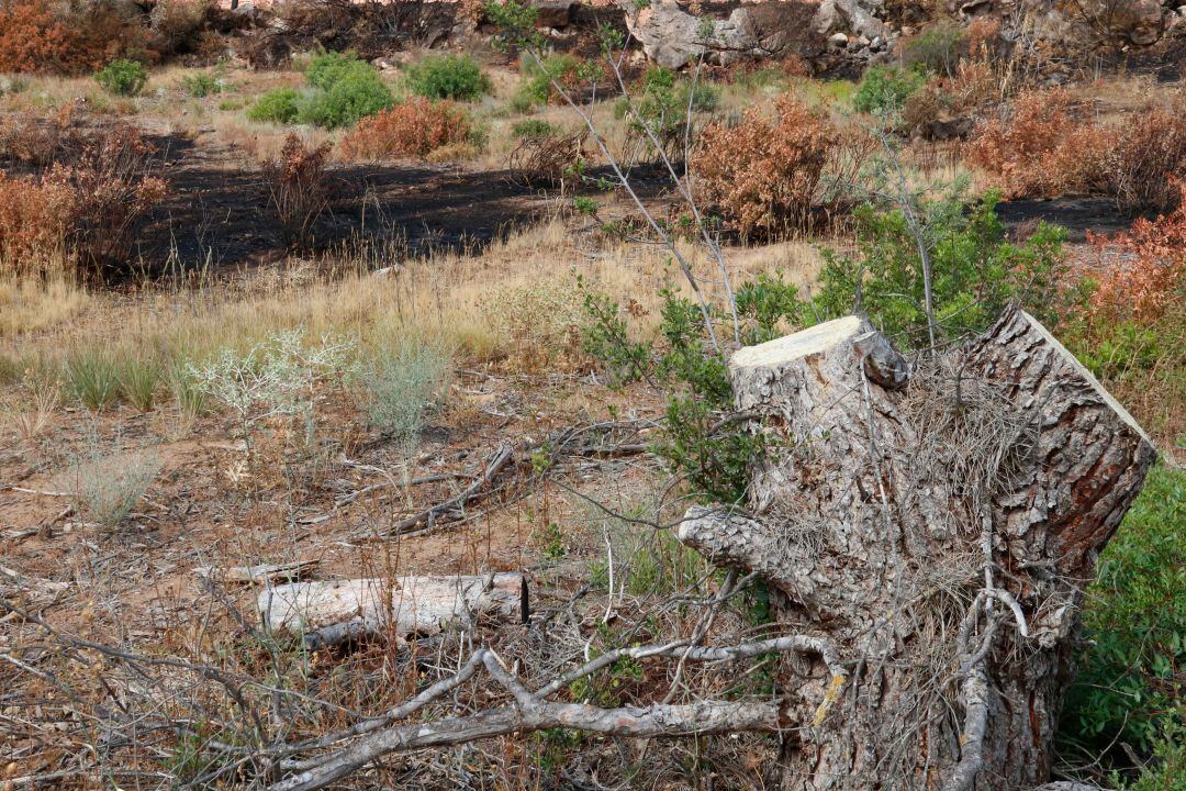 Terreny cremat a l&#039;incendi de la Ribera d&#039;Ebre. 