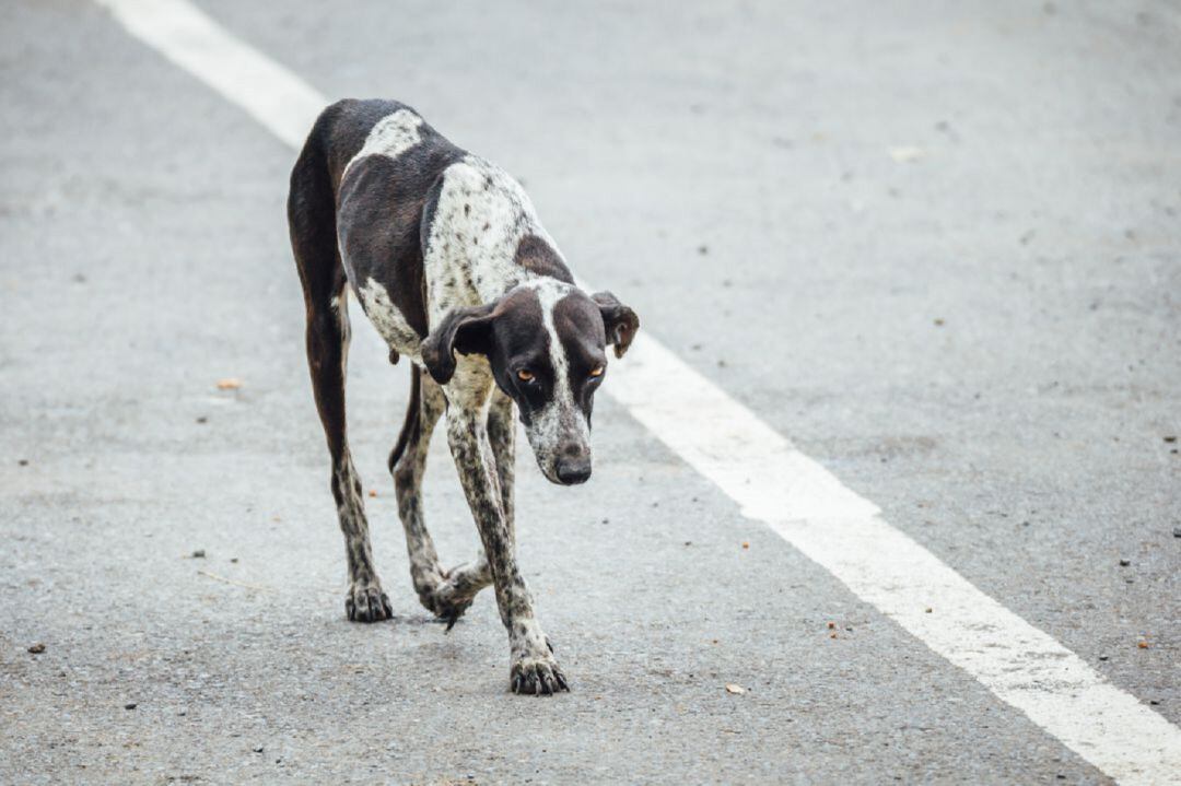 Un perro camina por la carretera