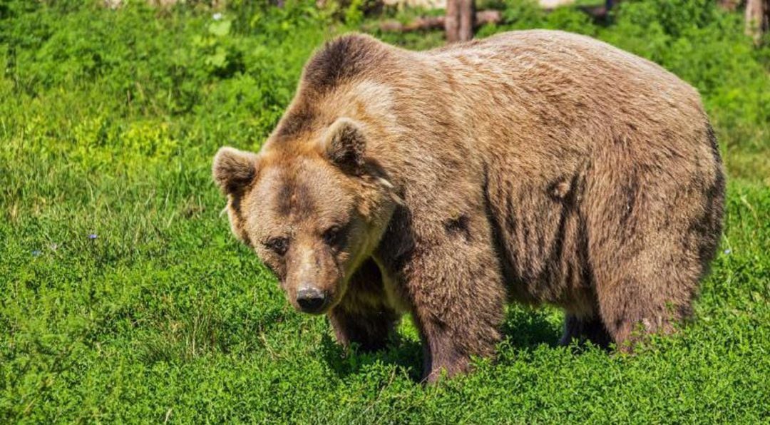 Ejemplar de oso pardo