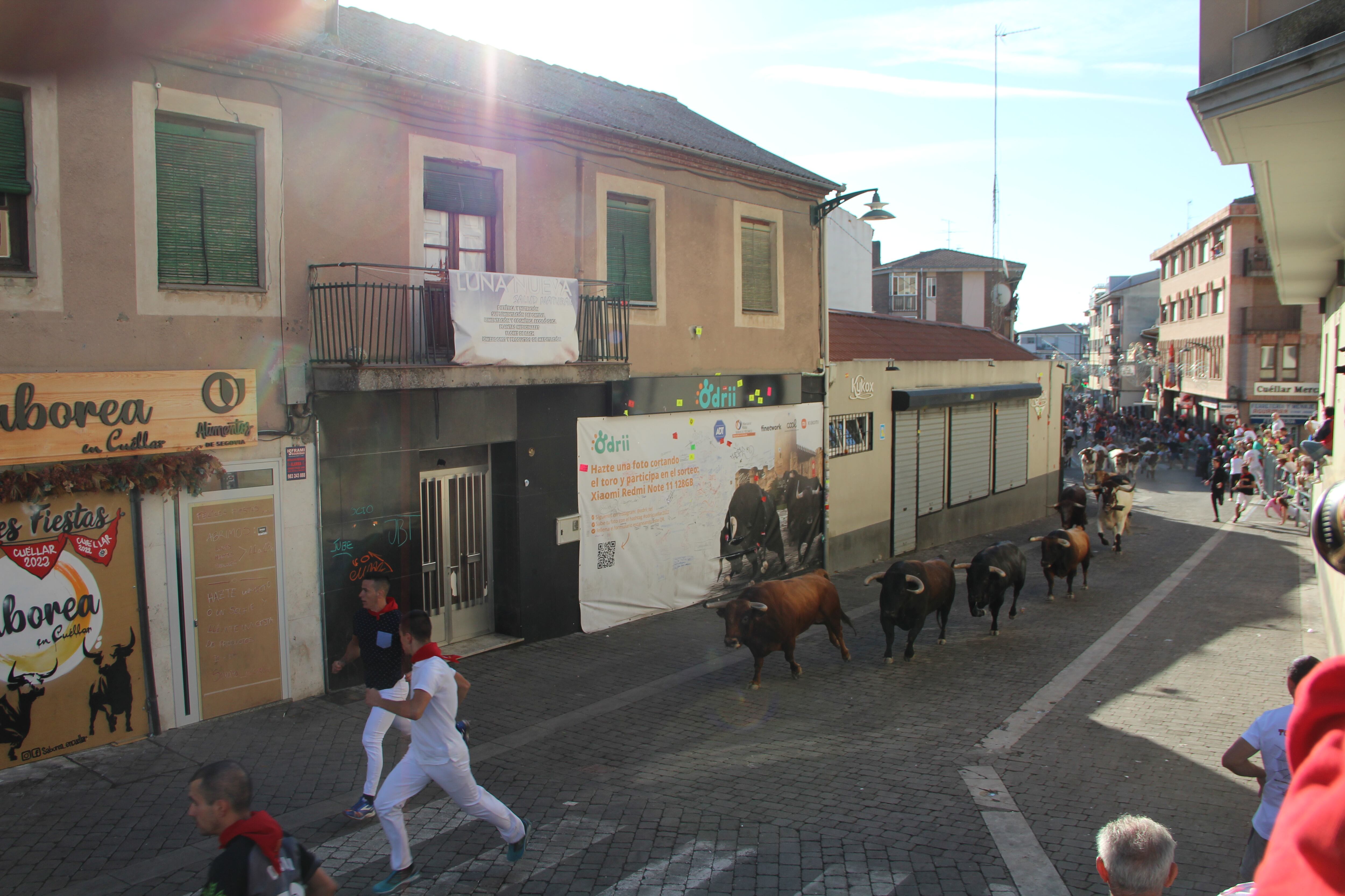 Quinto encierro de las fiestas de Cuéllar 2022 con toros de Alcurrucén