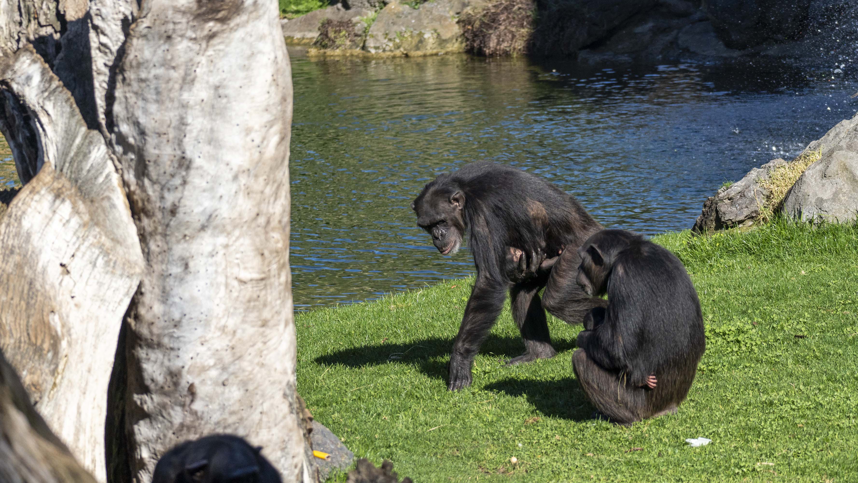 Nace un segundo chimpancé en peligro crítico de extinción en BIOPARC València