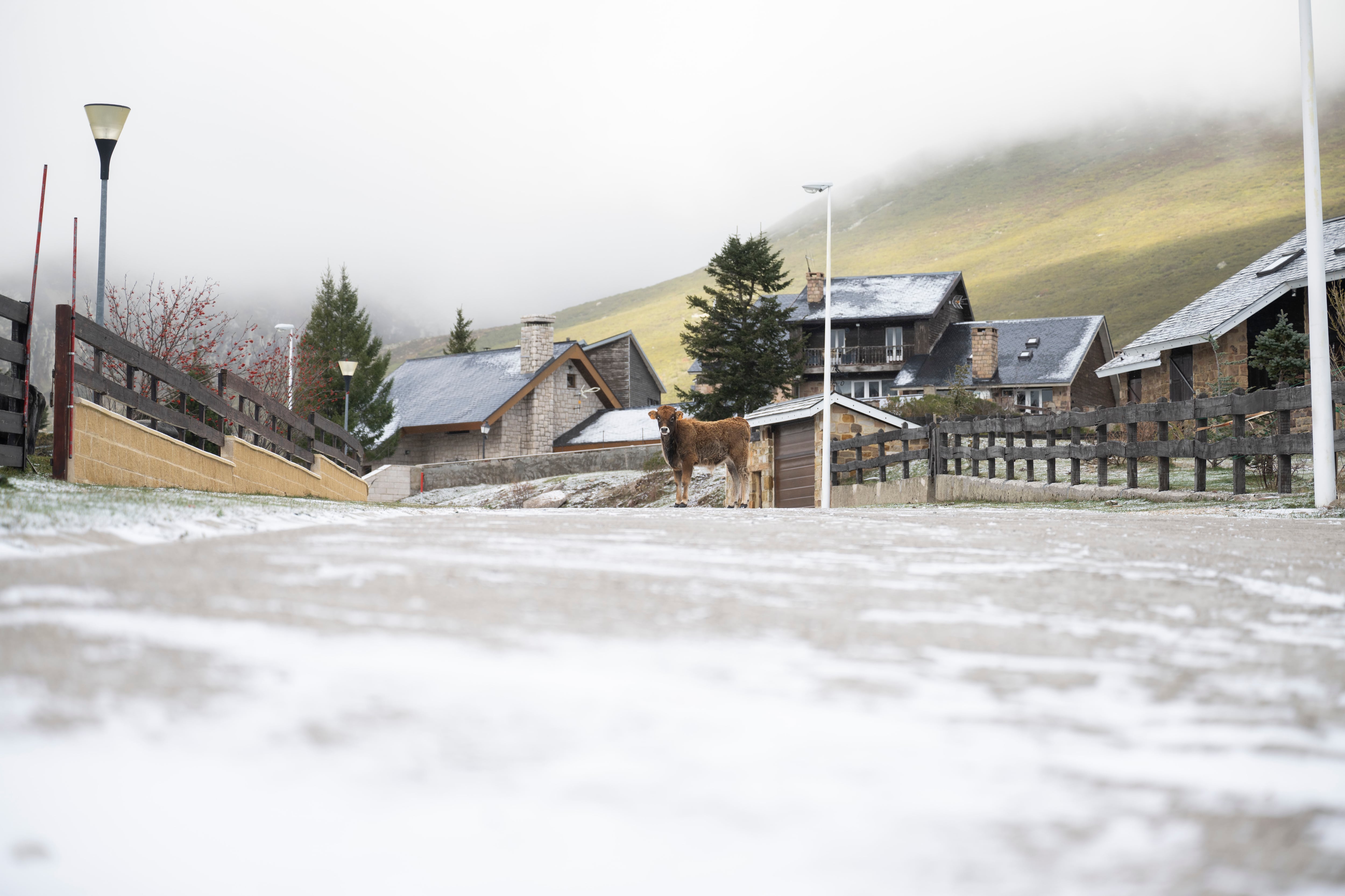 Helada en la localidad cántabra de Brañavieja (Cantabria) este miércoles 19 de noviembre.